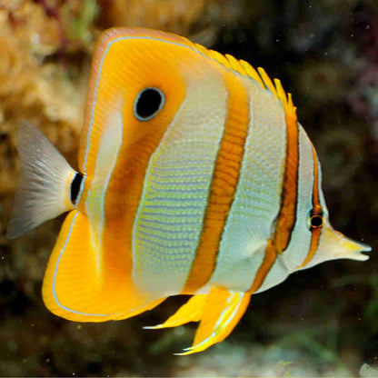 Copperband Butterflyfish