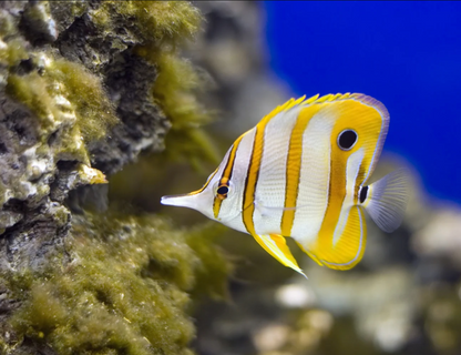 Copperband Butterflyfish