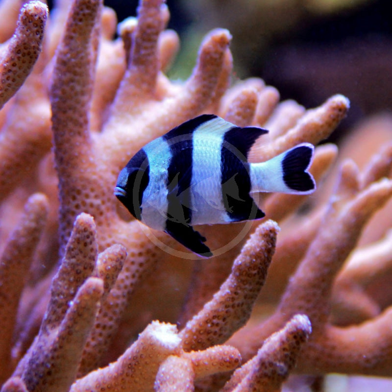 Indonesian Four stripe damselfish