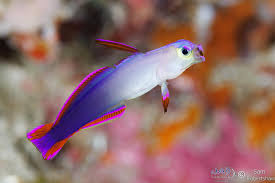 Decorated Firefish