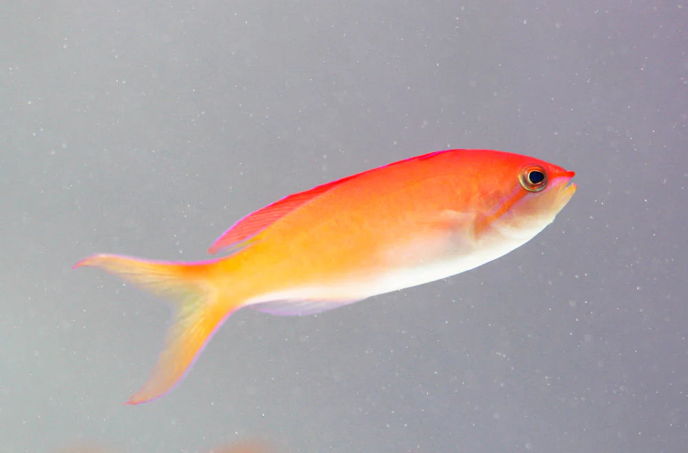 Disper Anthias Female