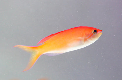 Disper Anthias Female