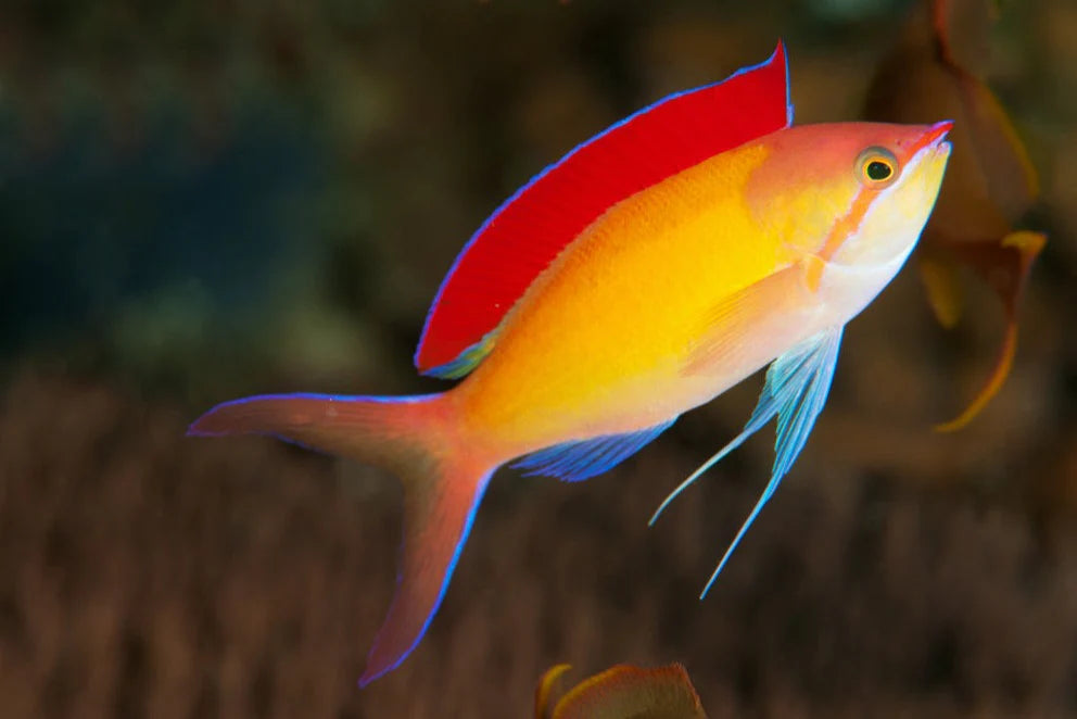 Disper Anthias Male