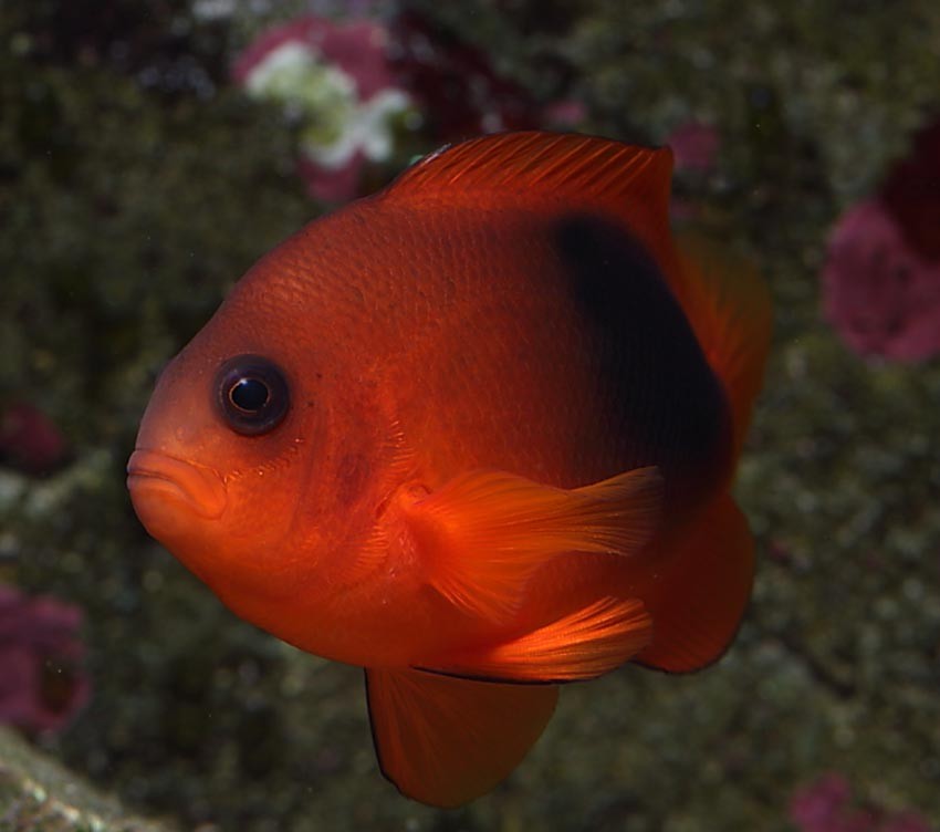 Fire Clown Fish