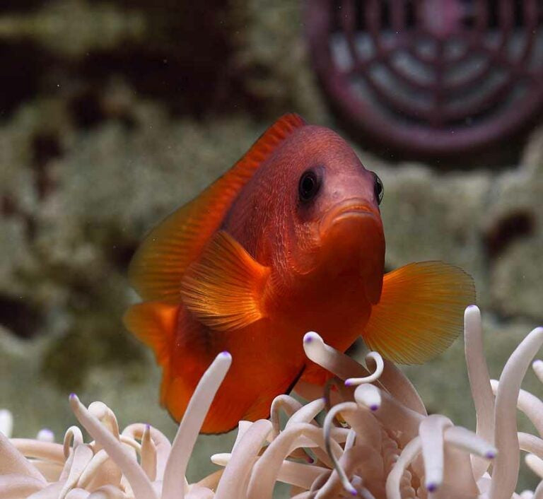 Fire Clown Fish