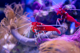 Fire Shrimp