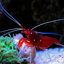 Fire Shrimp