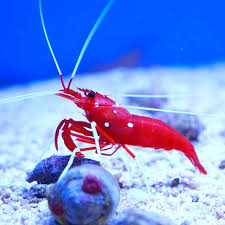 Fire Shrimp