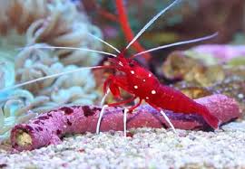 Fire Shrimp