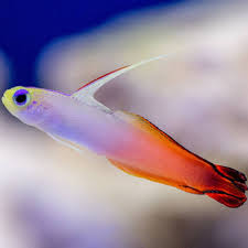 Firefish