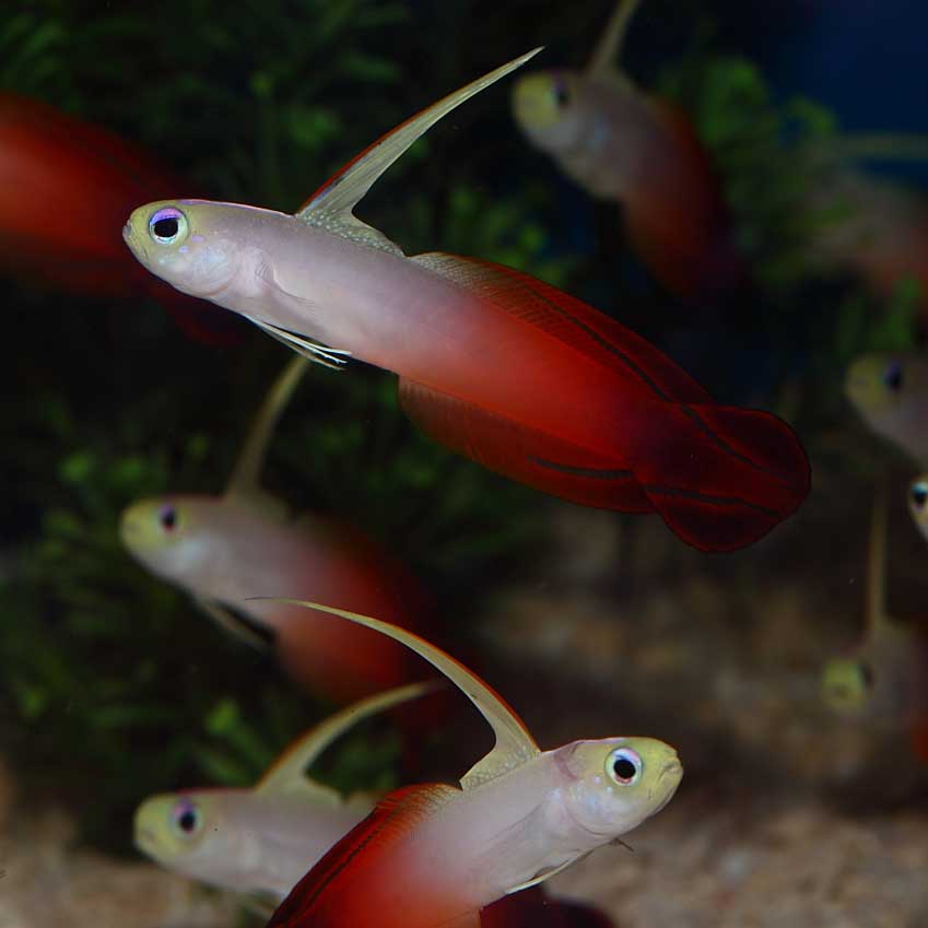 Firefish