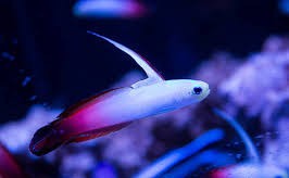 Firefish