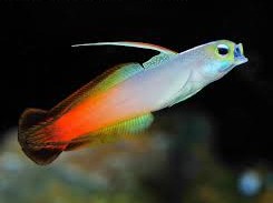 Firefish