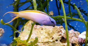 Forktail Blenny