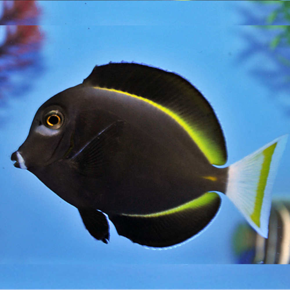 Gold Rimmed Tang