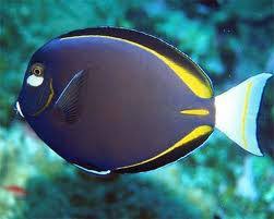 Gold Rimmed Tang