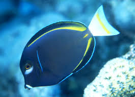 Gold Rimmed Tang
