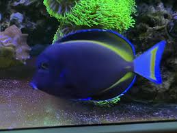 Gold Rimmed Tang