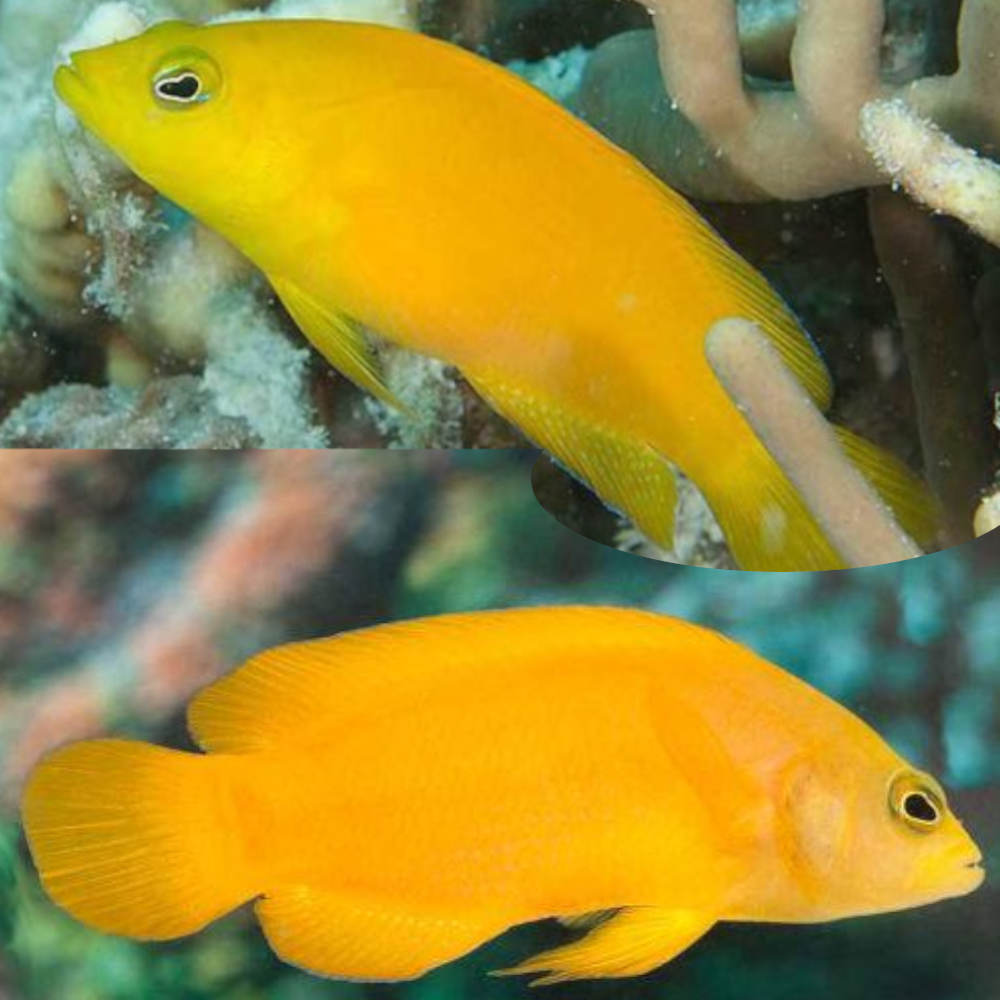 Golden Dottyback