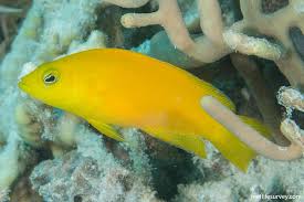 Golden Dottyback
