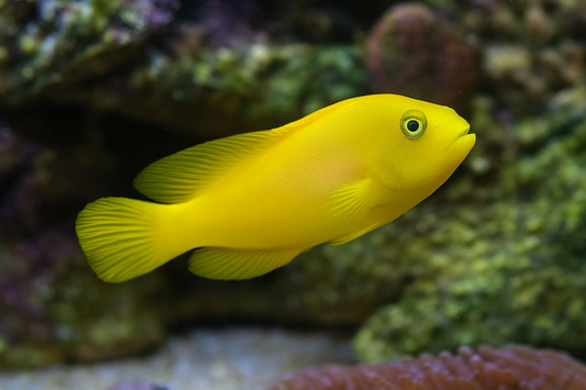 Golden Dottyback