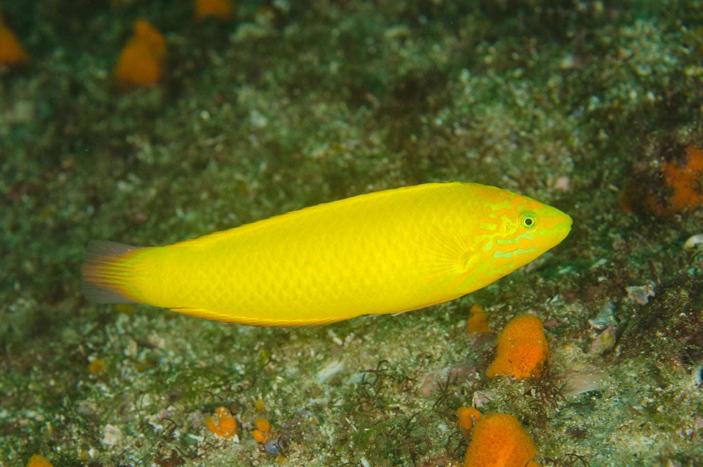 Golden Rainbowfish