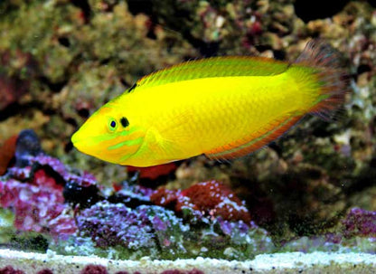 Golden Rainbowfish