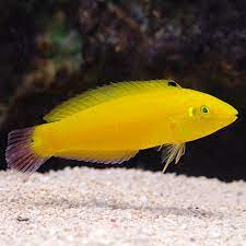 Golden Rainbowfish