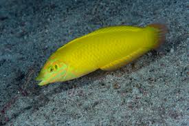 Golden Rainbowfish