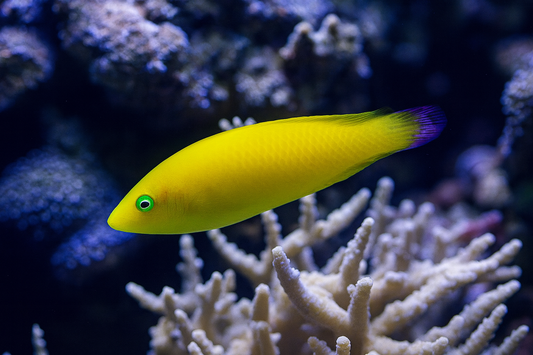 Golden Rainbowfish