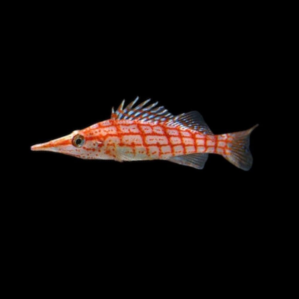 Hawkfish