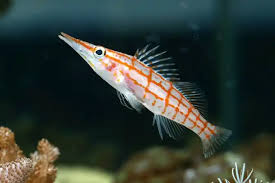Hawkfish