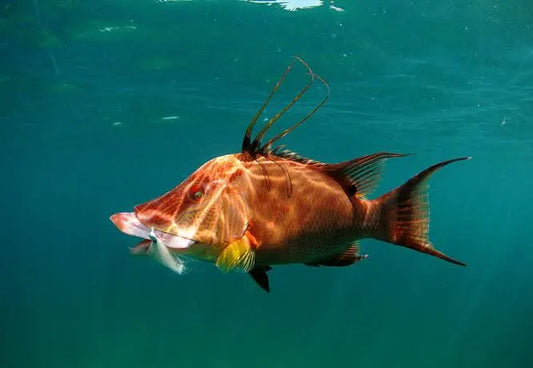 Hogfish