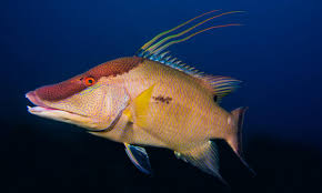 Hogfish