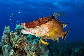 Hogfish