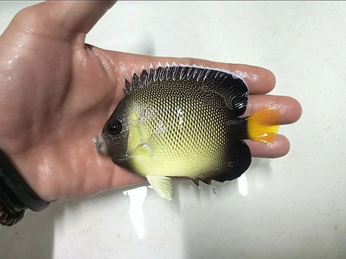 Smoke Angelfish