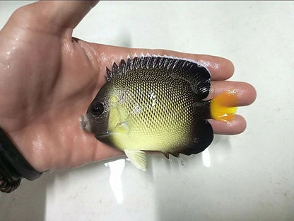 Singapore Angelfish