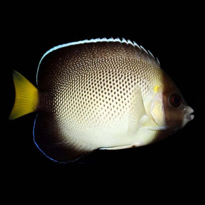 Singapore Angelfish