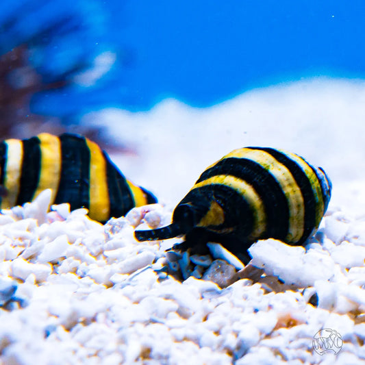 Bumblebee Snail - Beat Algae Eater (Cleaner Crew)