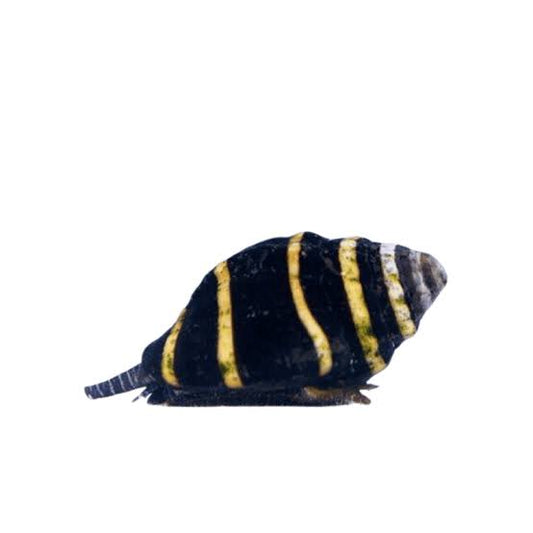 Bumblebee Snail