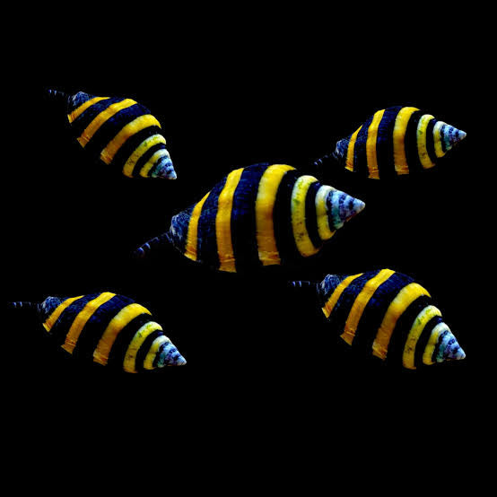 Bumblebee Snail