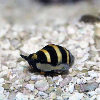 Bumblebee Snail