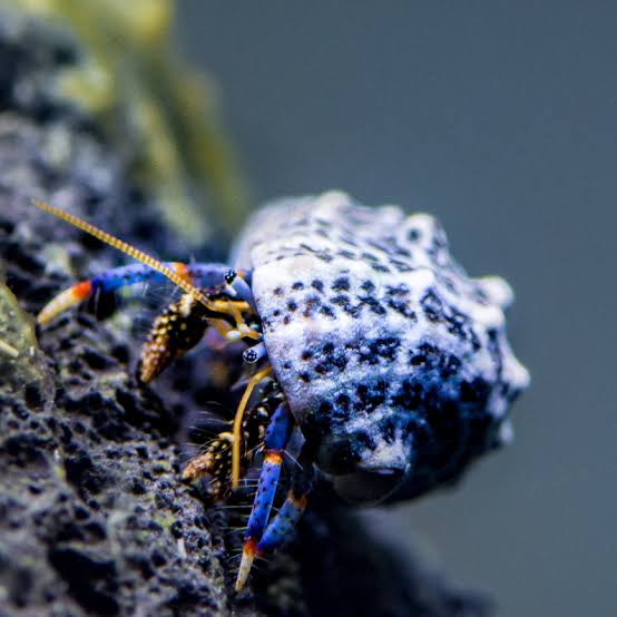 Blue Legged Hermit Crab (reef safe)