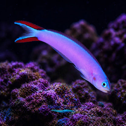 Purple Tilefish (Rare)