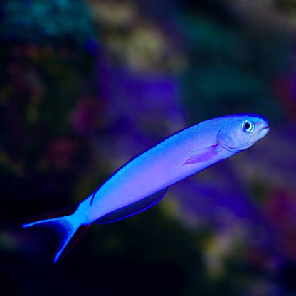 Purple Tilefish (Rare)