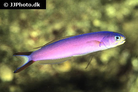 Purple Tilefish (Rare)