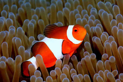 Phillipines Wild Red Ocillaris Clownfish