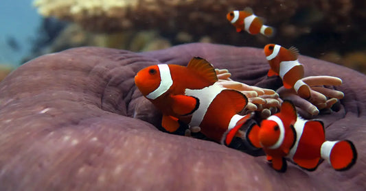 Phillipines Wild Red Ocillaris Clownfish