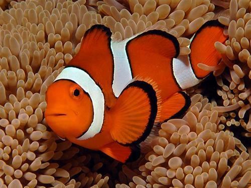 Phillipines Wild Red Ocillaris Clownfish