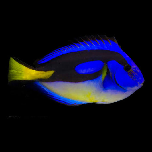 Yellow Belly Regal Tang / Blue Hippo Tang